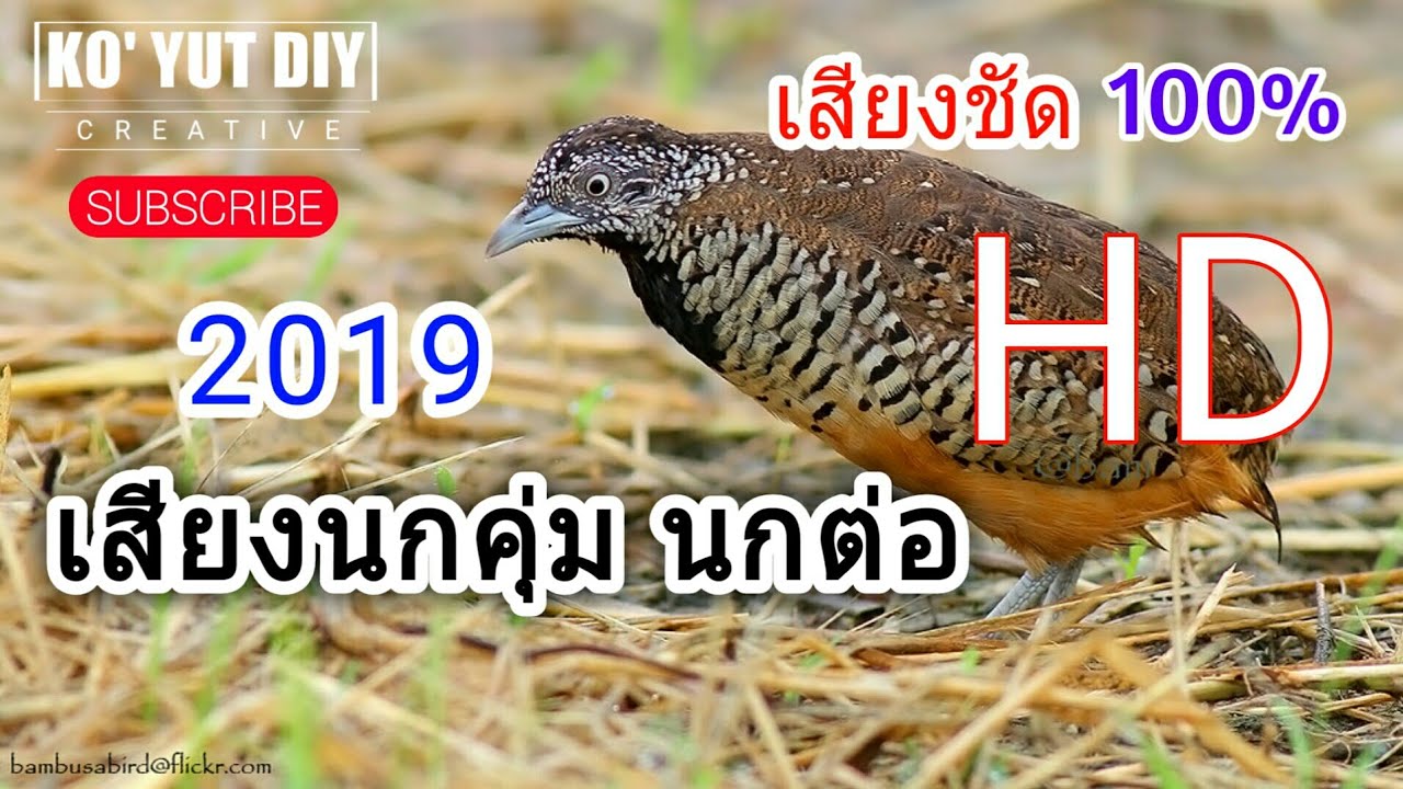 เสียงนกคุ่ม ตัวเมีย ล่อนก ดักซิง ใหม่ล่าสุด 2019 เสียงชัด HD  ต่อติดดีมาก