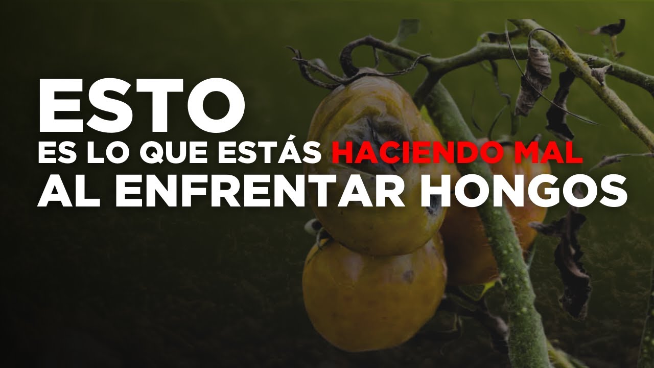 Errores comunes al tratar hongos en tus cultivos