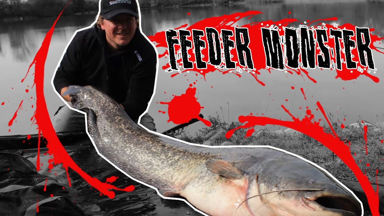 Pêche du silure au feeder