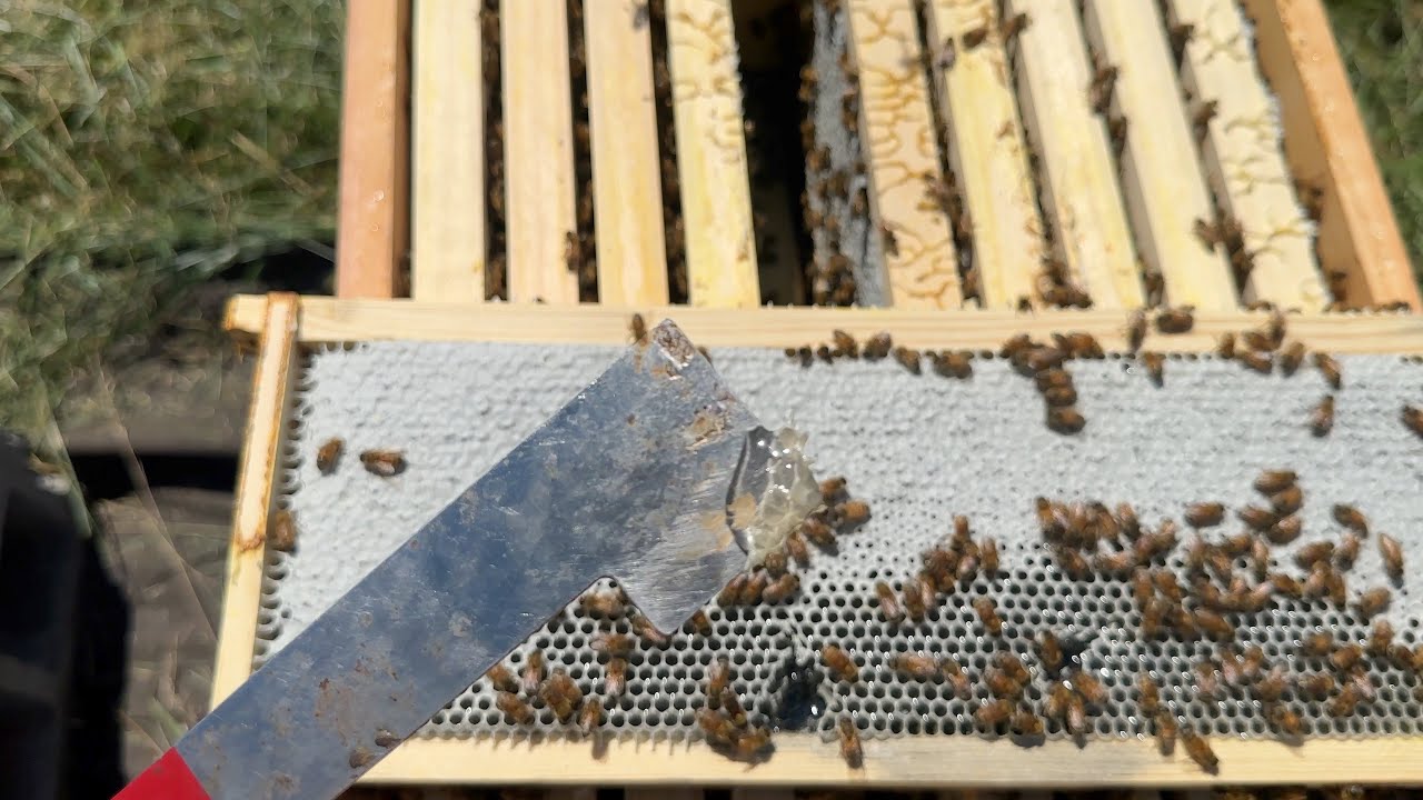 Sourwood?! - Building a Bee Business Vlog #54