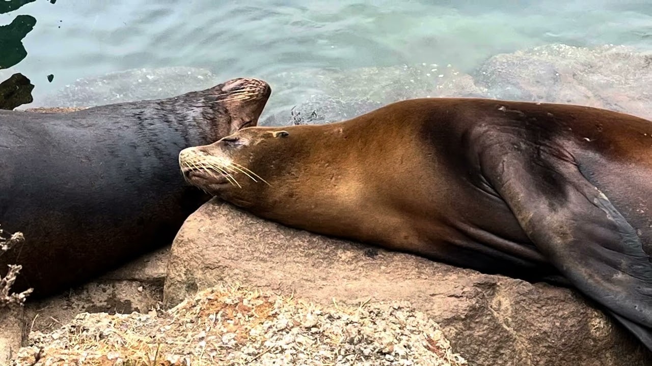 Central Coast Seals