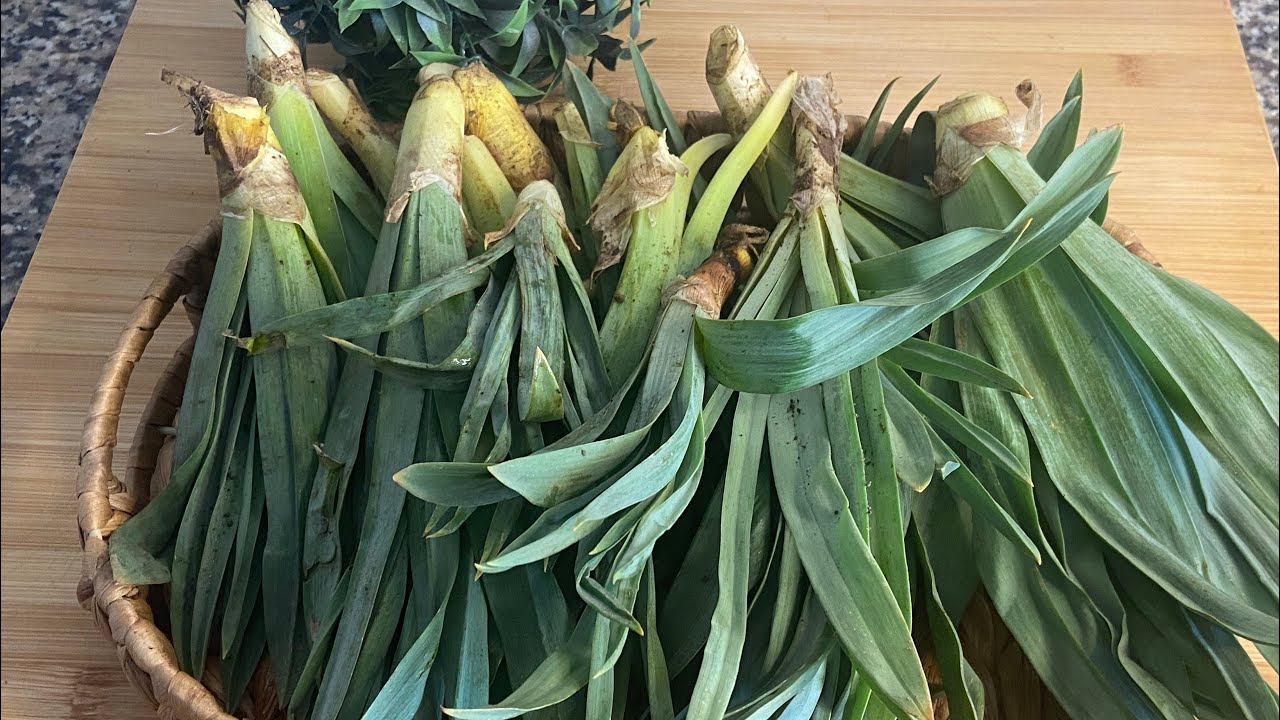 📣HASTALIKLARIN DÜŞMANI  💯ÇİRİŞ OTU YEMEĞİ PRATİK VE LEZZETLİ ŞEKİLDE NASIL YAPILIR ‼️