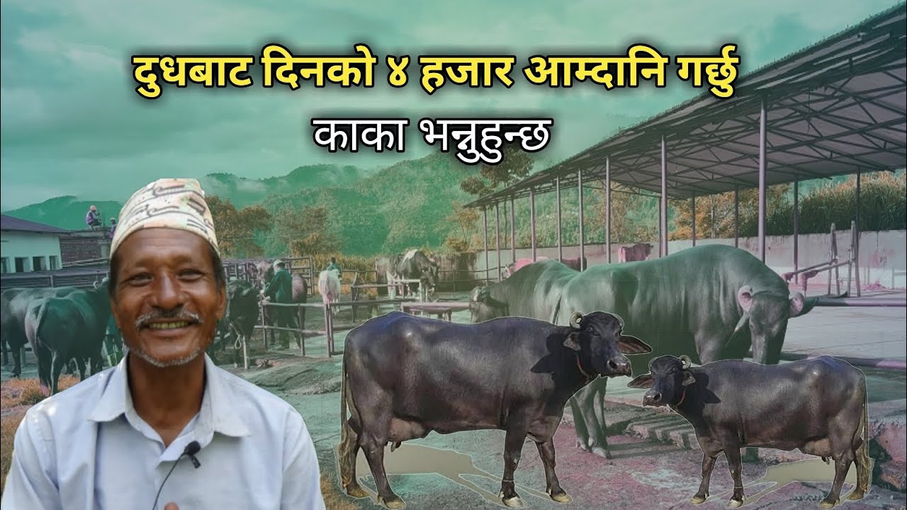 दुधबाट दैनिक ४ हजार आम्दानी गर्छु - Buffalo farming/rearing Nepal - Buffalo farm - Purkhauli Tv