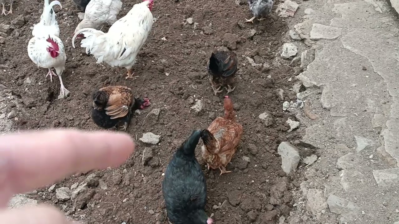 KÜMES MEVCUDU 7 TAVUK 1 HOROZ OLACAK. FAZLA OLANLARIN HEPSİ KÜMESTEN GİDİYOR.