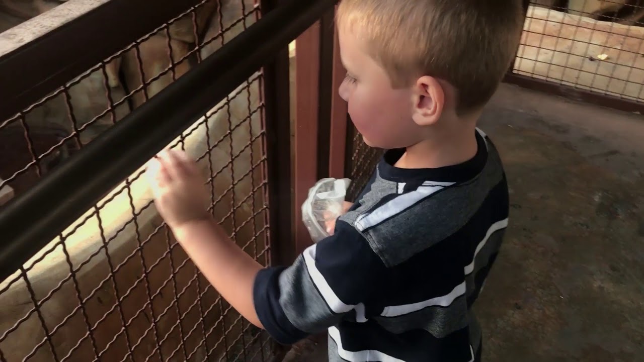Feeding Bears at Three Bears General Store Pigeon Forge, Tennessee