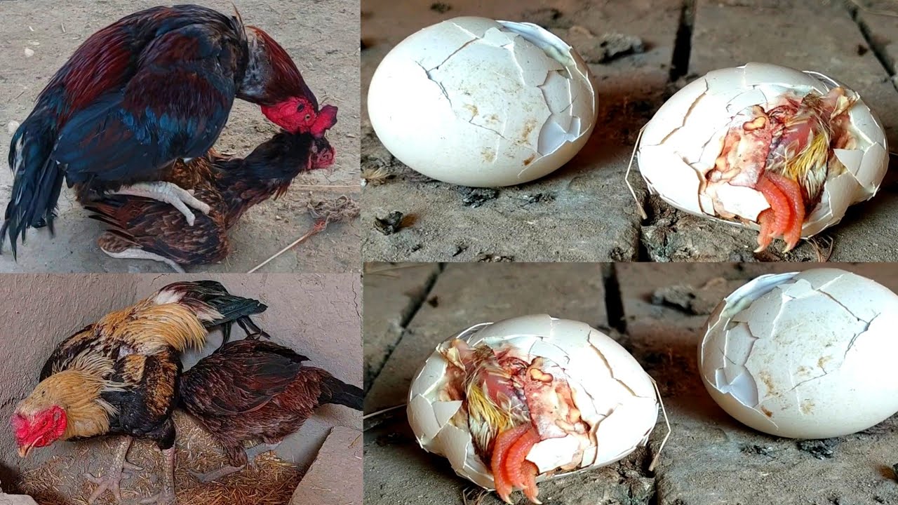 The rooster makes room for the hen to lay her eggs