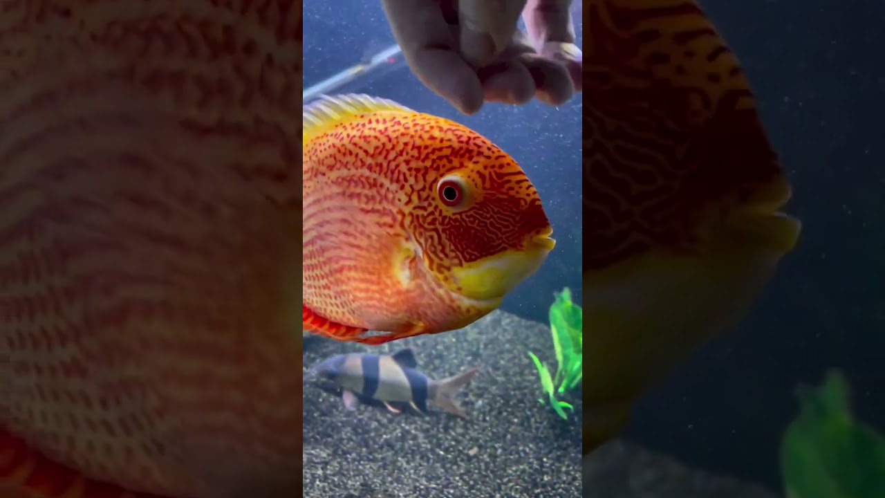 Severum fish