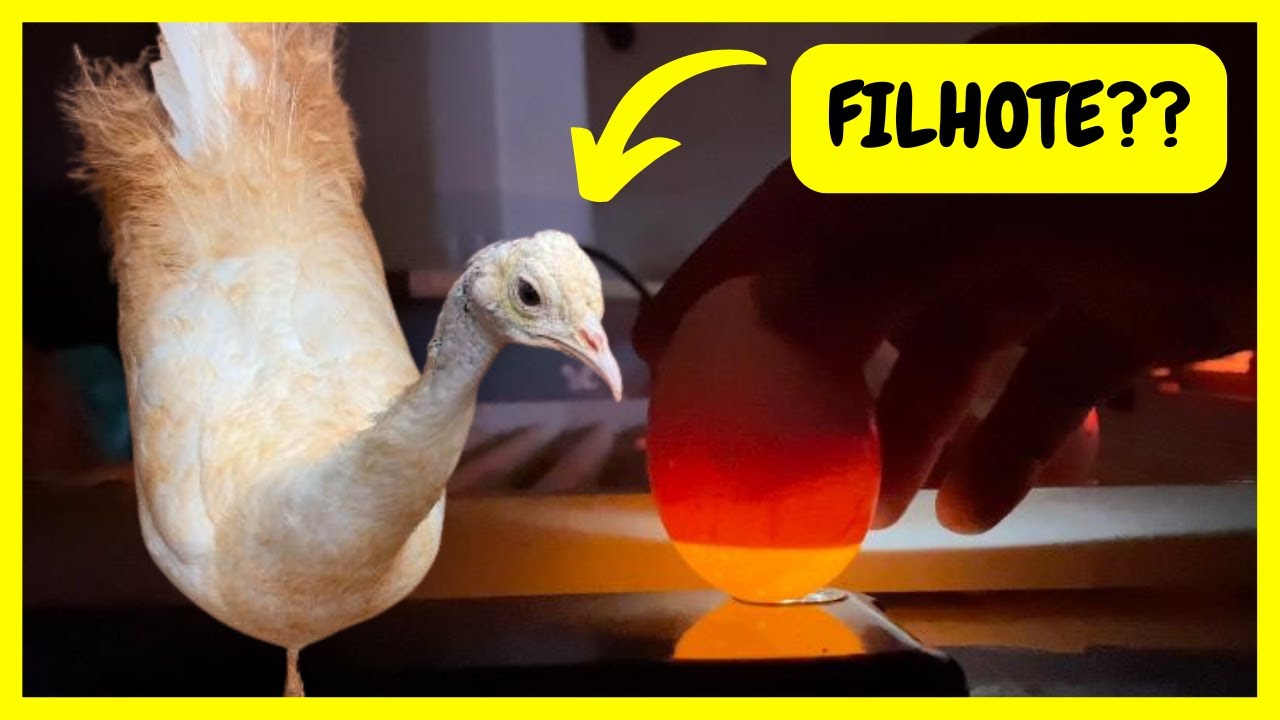 Ovoscopia dos Últimos Ovos de Pavões | Gutejando