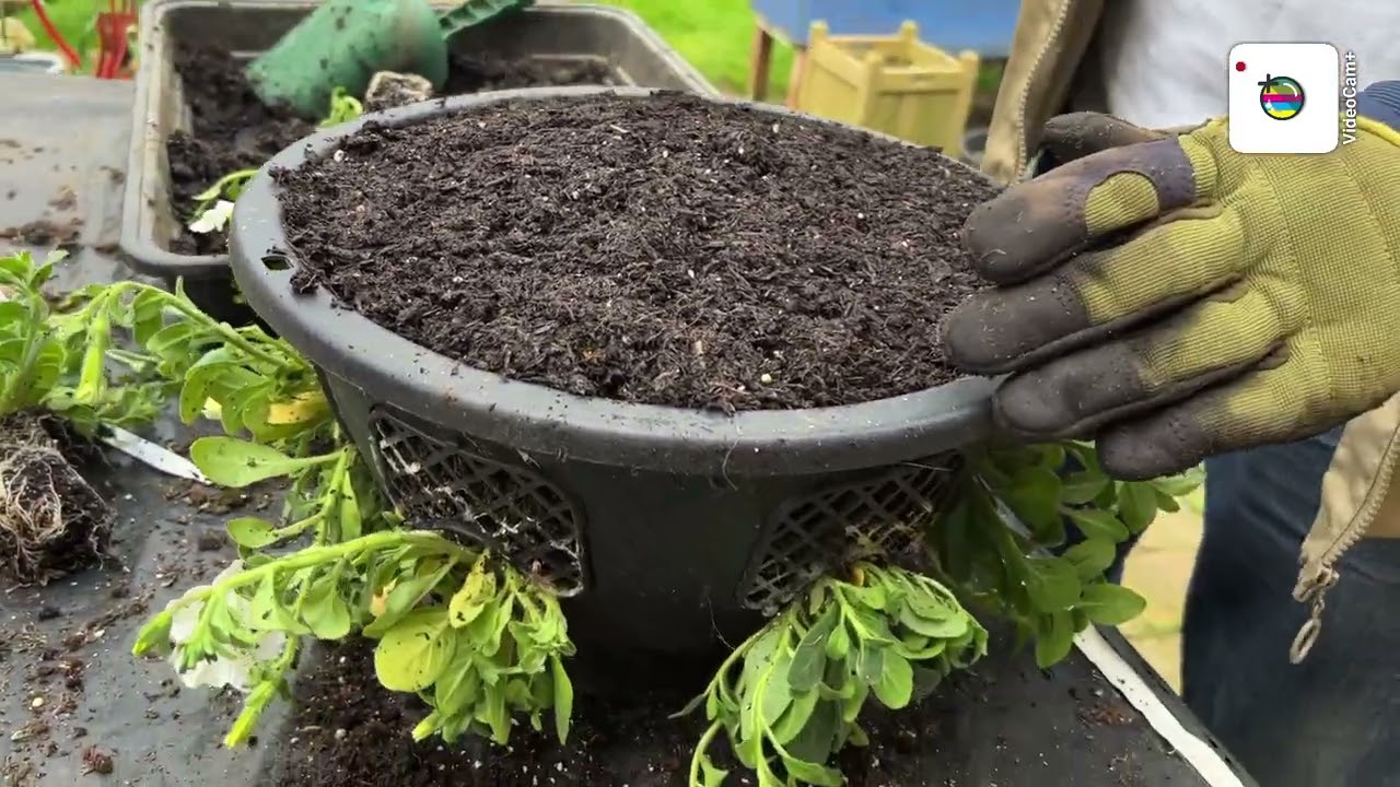 HOW I DO MY EASY FILL HANGING BASKETS