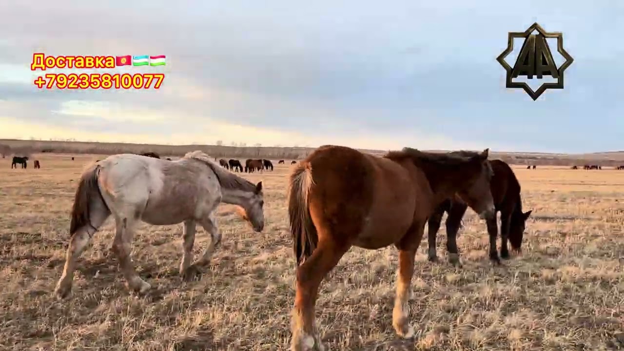 Г Абакан Дилмурад Хожи Йилқилари Тойлар уйри. 15.04.2026 йил