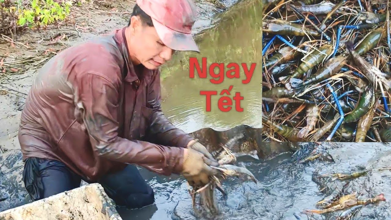 Cà mau trúng mùa thu hoạch tôm càng xanh đón tết miền tây #298