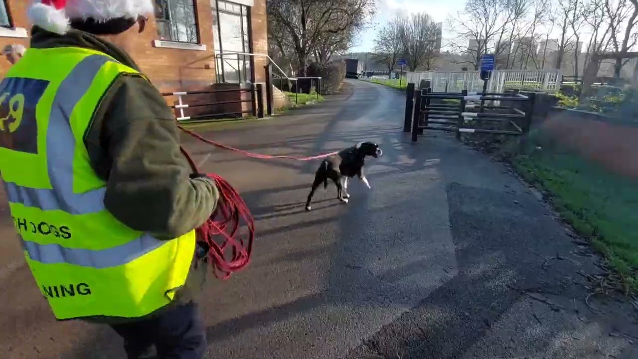 Team Mac & Lois, Derby K9 & Unleash Dog Training, Mantrailing