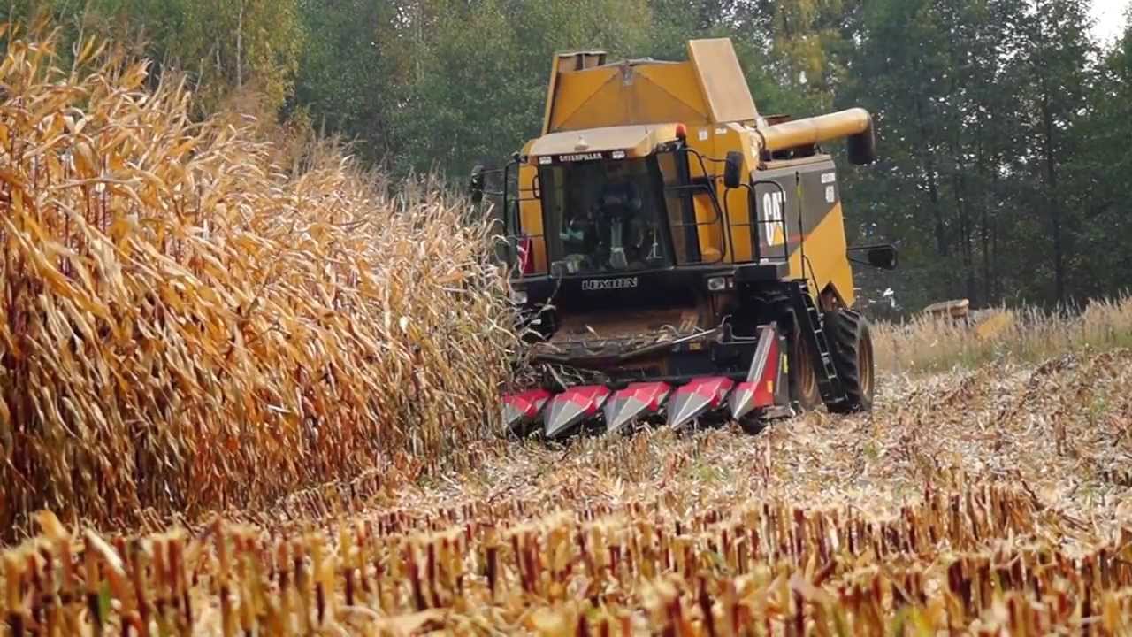Żniwa kukurydziane - CAT Lexion 460 & Dominoni - CCM - OHZ Osiek