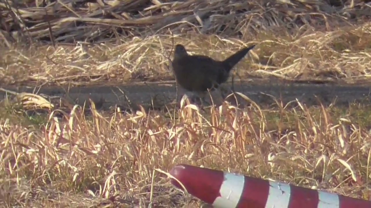 キジめす渡良瀬202602