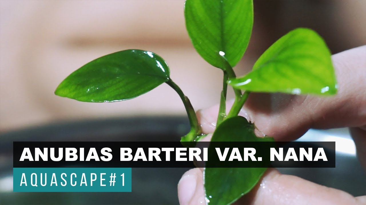 Aquascape#1 - Cara Menanam dan Budidaya Tanaman Air Anubias Barteri var. Nana Metode Daun Darat