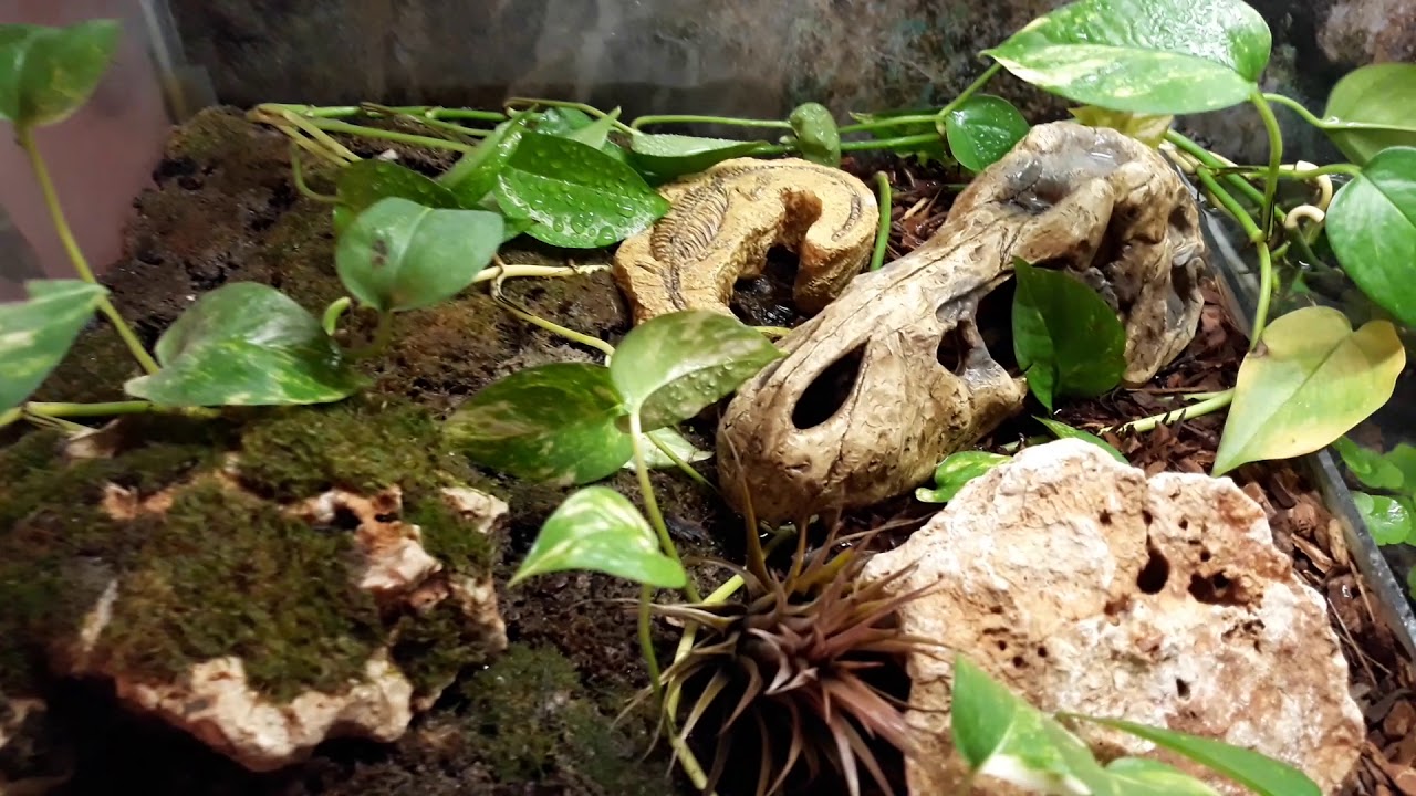 Terracquario Lampropeltis triangulum campbelli con pesci tropicali