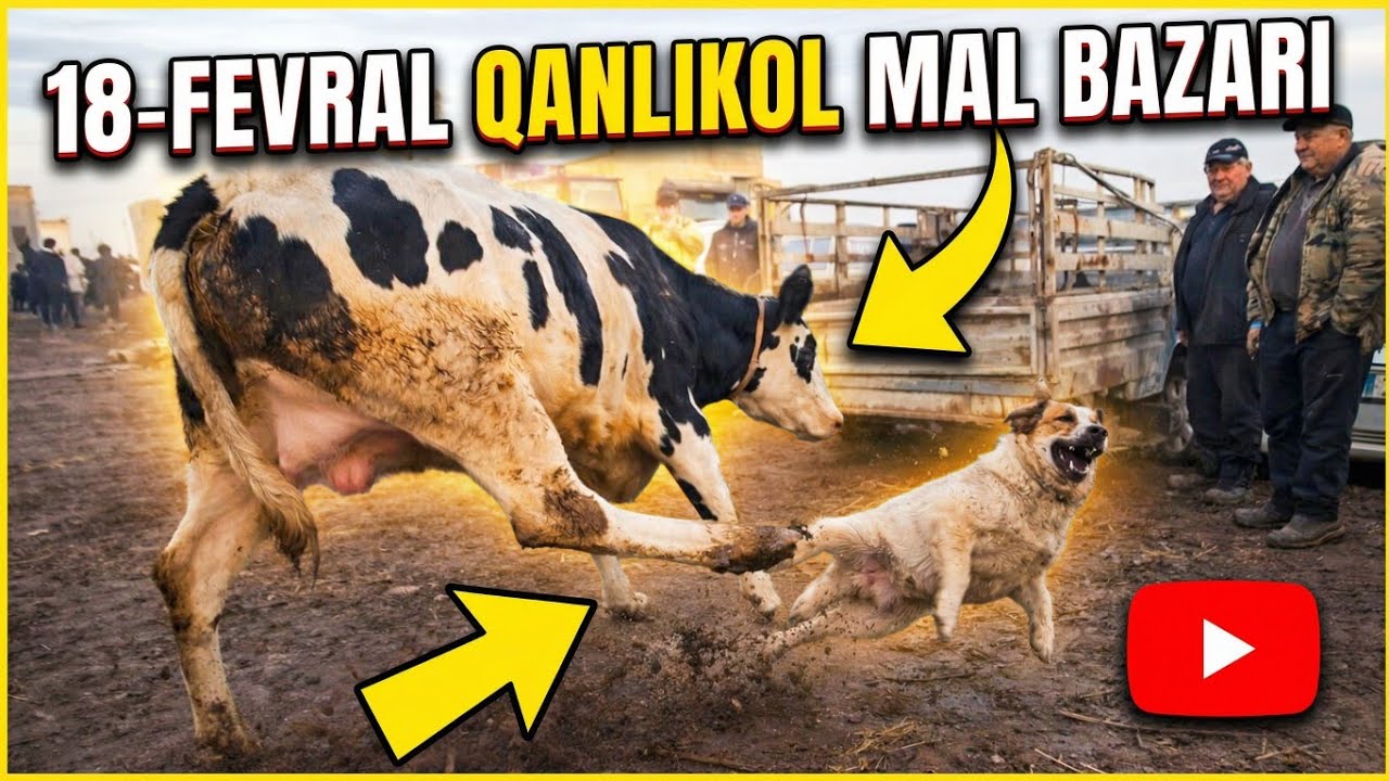 18-ФЕВРАЛЬ/КАНЛЫКОЛ МАЛ БАЗАРЫ/СКОТНЫЙ РЫНОК/BUQALAR/BIG BULLS IN THE WORLD/BIG COW