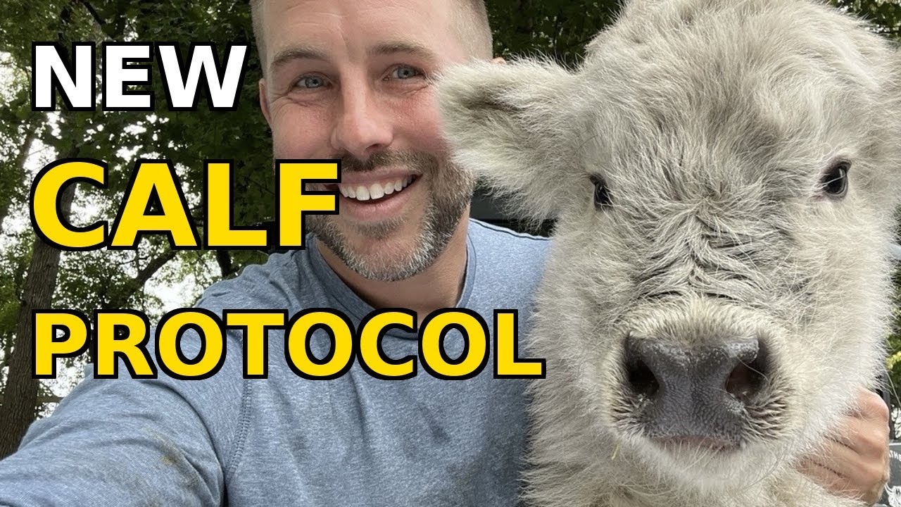 What Happens at Fluffy Feather Farm When a Calf is Born!