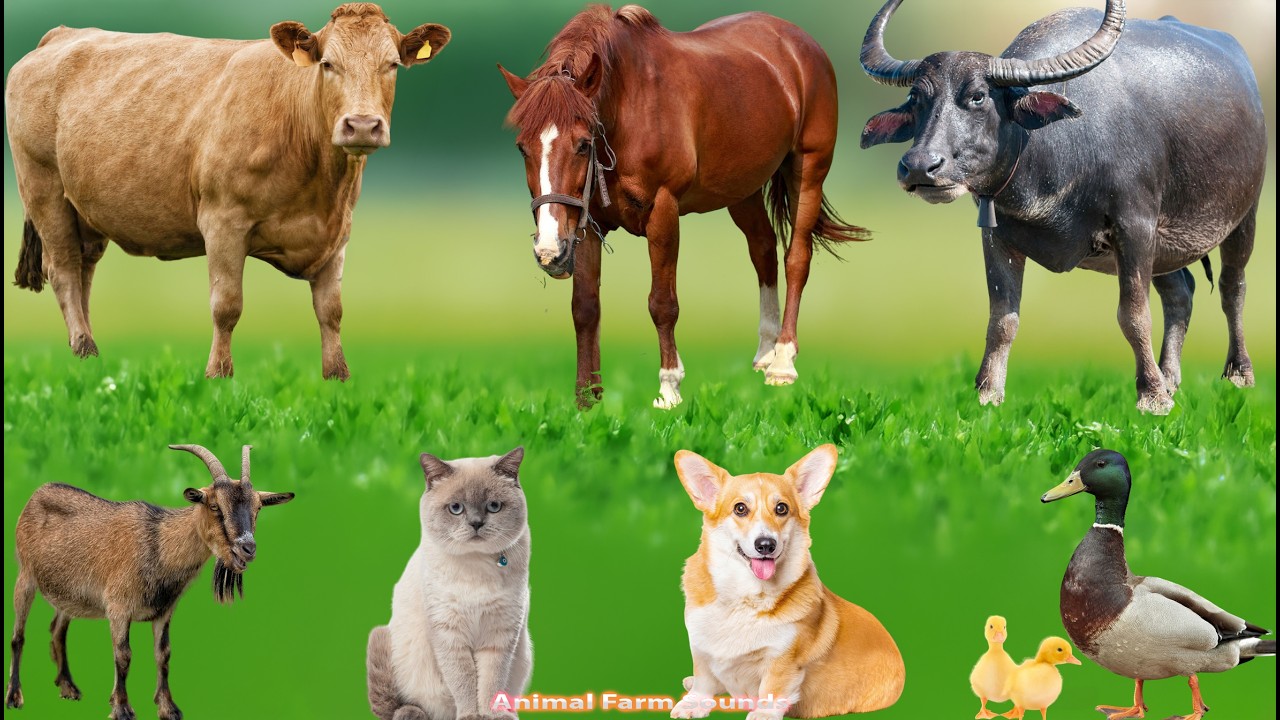 Farm Animals: Sheep, Goat, Cow, Chicken, Rabbit, Pig, Duck, Buffalo, Dog, Parrot – Animal  Sounds