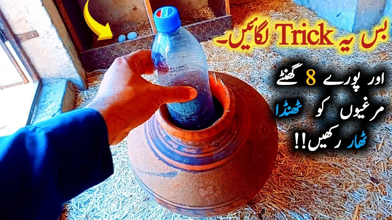 Tips to cool chicken in summer season || Murghio ko garmi say bachany ka tarika