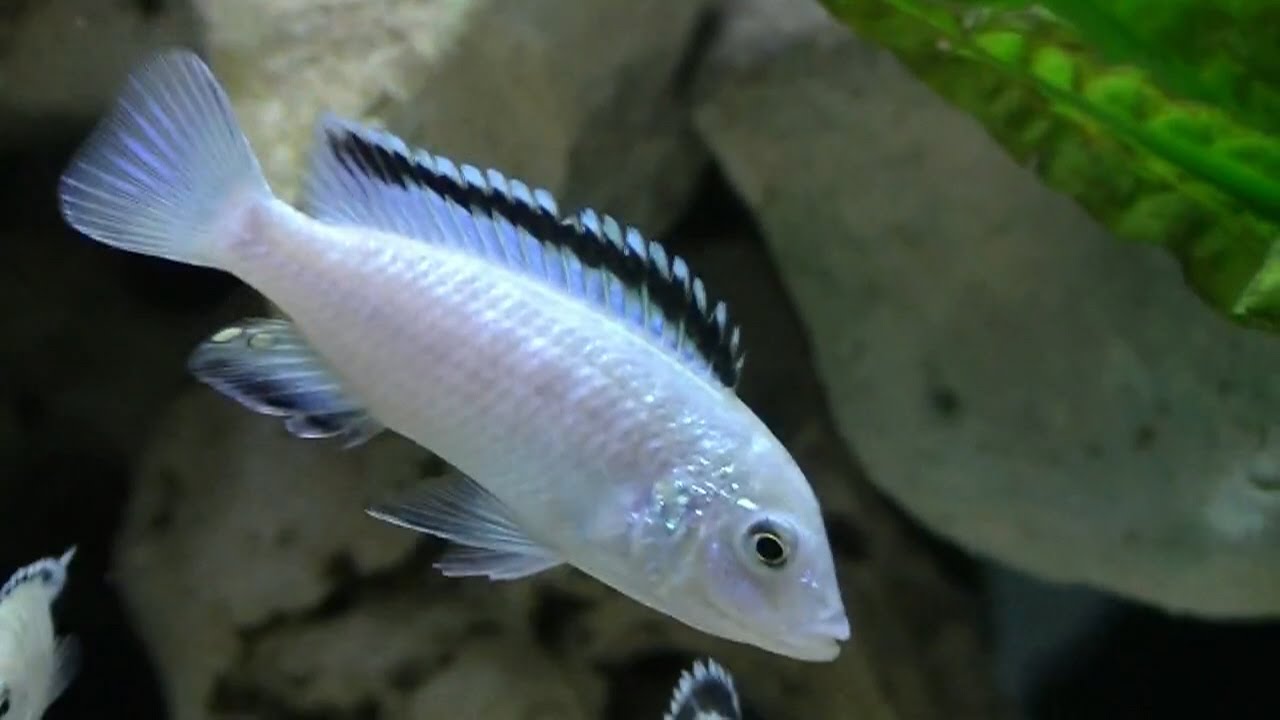 Labidochromis Caeruleus 