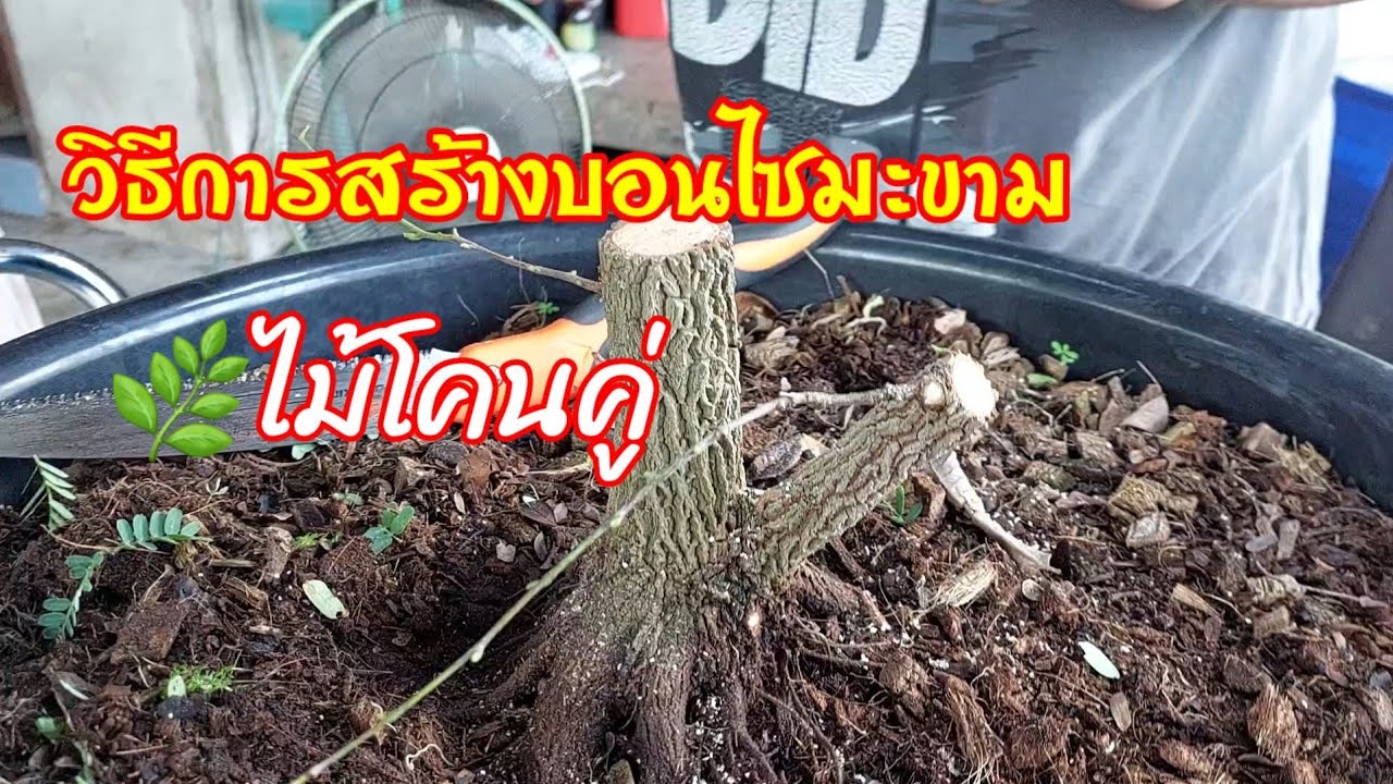 บอนไซมะขาม จัดให้เลยโคนคู่💥 ได้ตอมะขามมาใหม่ทำอย่างไร? ว่าไปให้ละเอียดดูให้ดีสร้างงานไปด้วยกัน