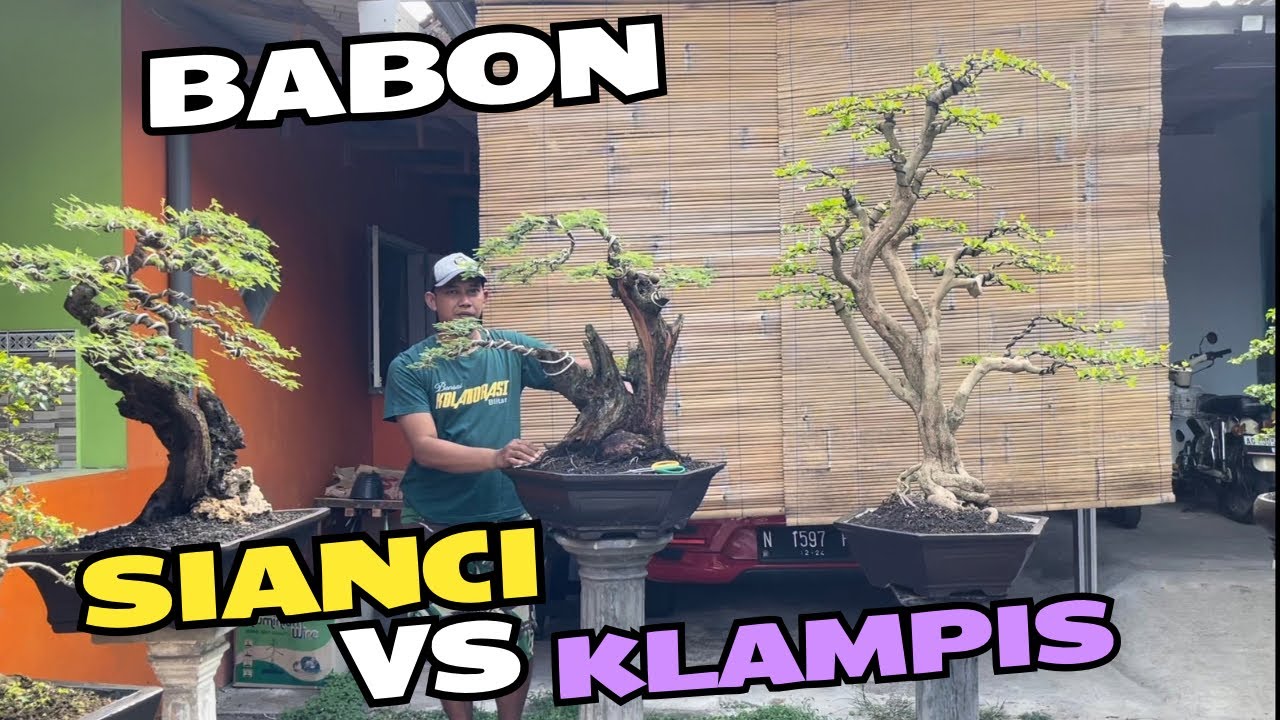 Cek Harga Bonsai. Dirumah Mas Reza Kempas Kempis