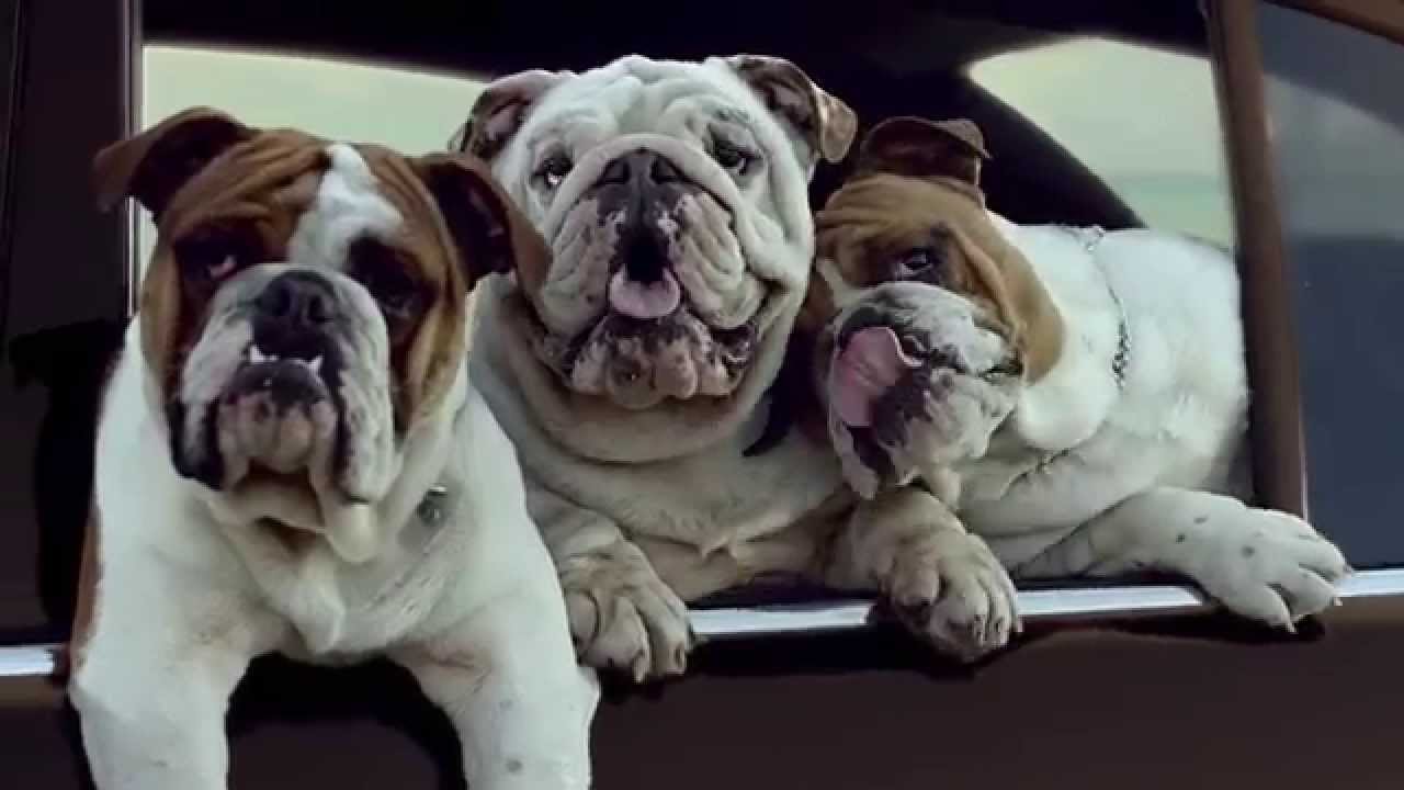 Kia Soul EV - Dogs TV Commercial
