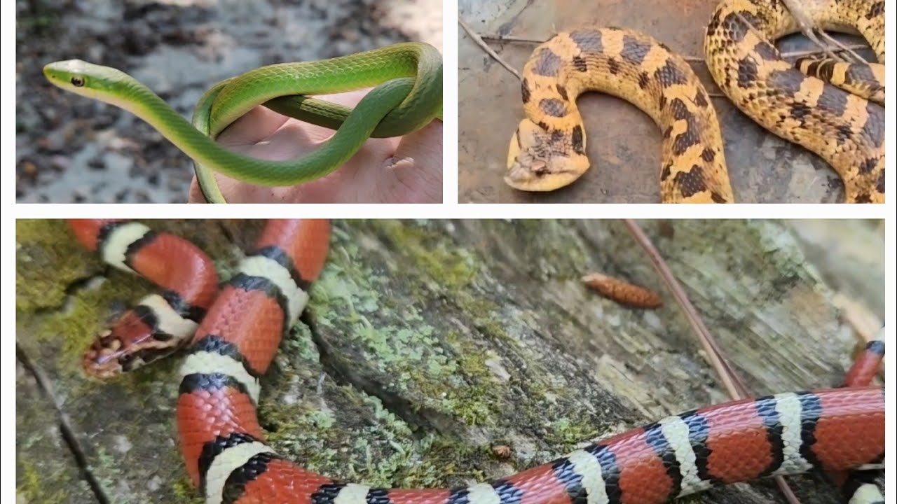 Top 10 Delmarva Herping Finds From 2024!! Rough Greens, Hognoses, & So Much More!!!
