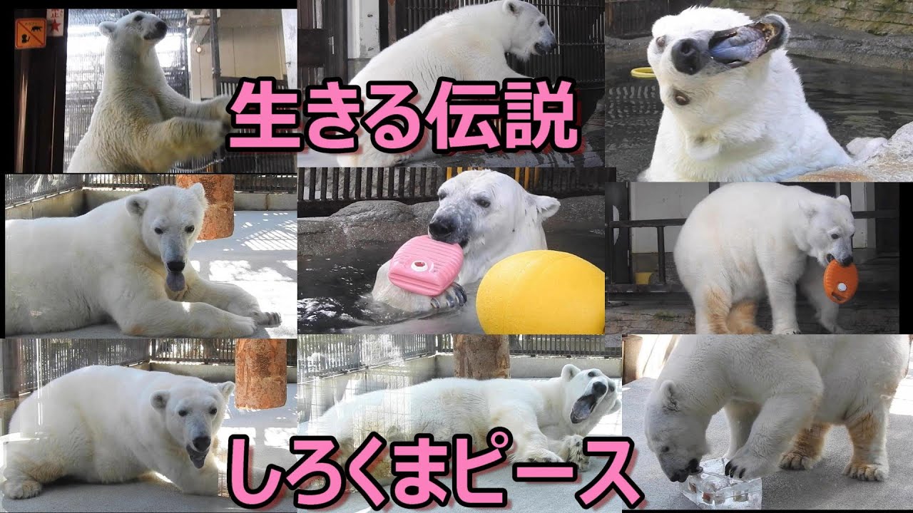 【奇跡のホッキョクグマ】しろくまピース名珍場面2022年上半期編♪とべ動物園
