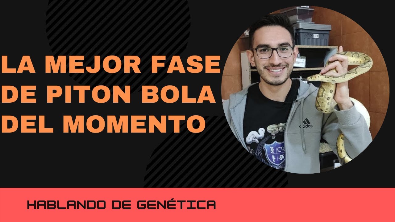 La mejor fase de Pitón Bola 🐍 aprendamos de genética