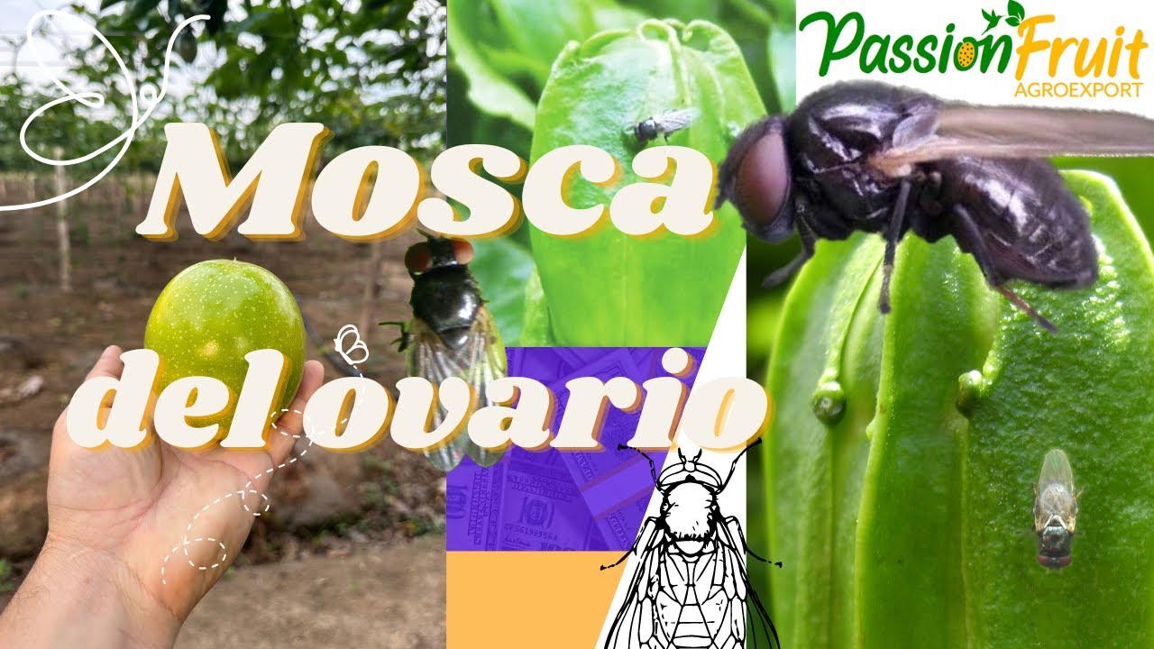 Mosca del ovario. Ovary fly. Mosca de ovário, Eierstok vlieg