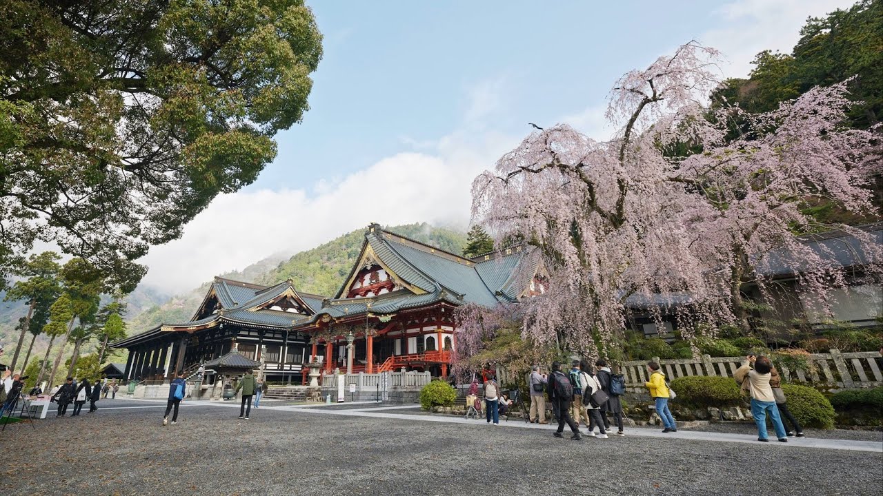 身延山久遠寺｜2025年 8Kしだれ桜満開