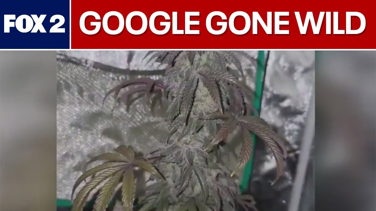 Taylor Police Google search reveals pictures of marijuana; Detroit mayoral candidates layout vision