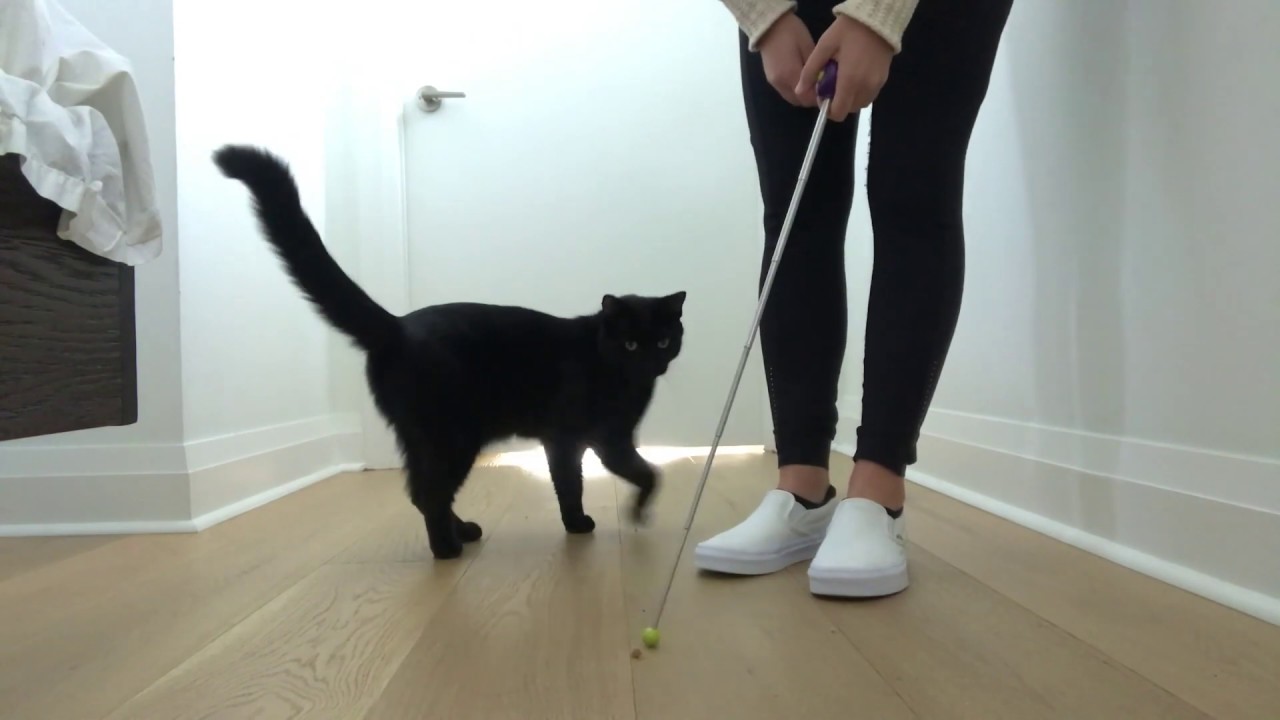 Clicker Train Your Cat To Touch A Target Stick