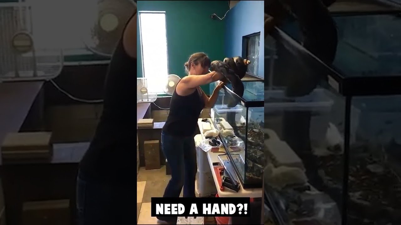 what did she do wrong here? Snake bites woman, and wraps her up.