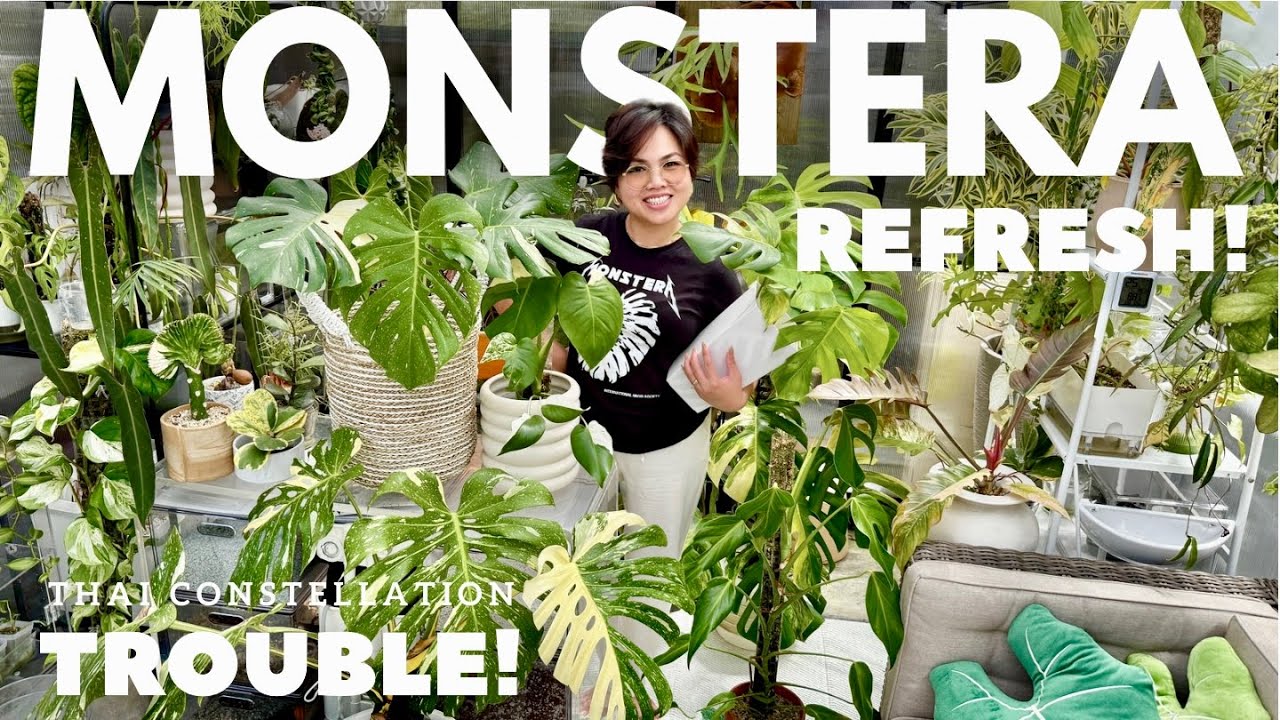 Monstera TLC: Root Rot & Refresh