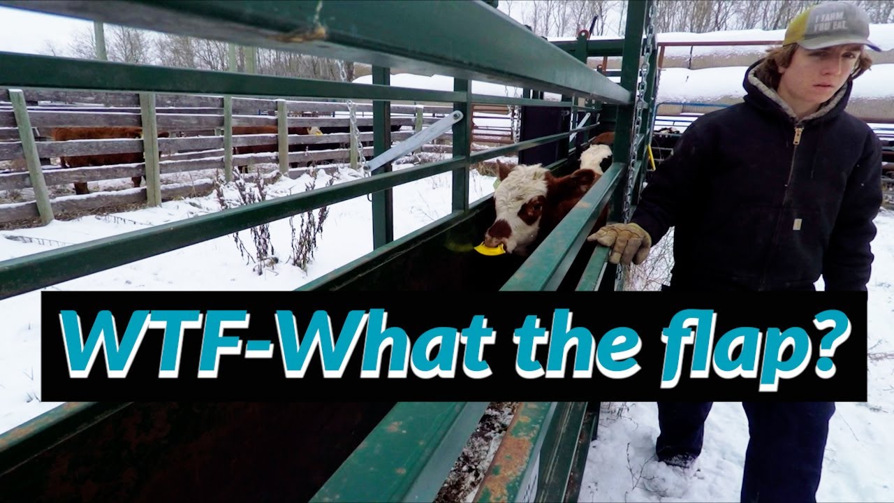 Weaning Beef Calves