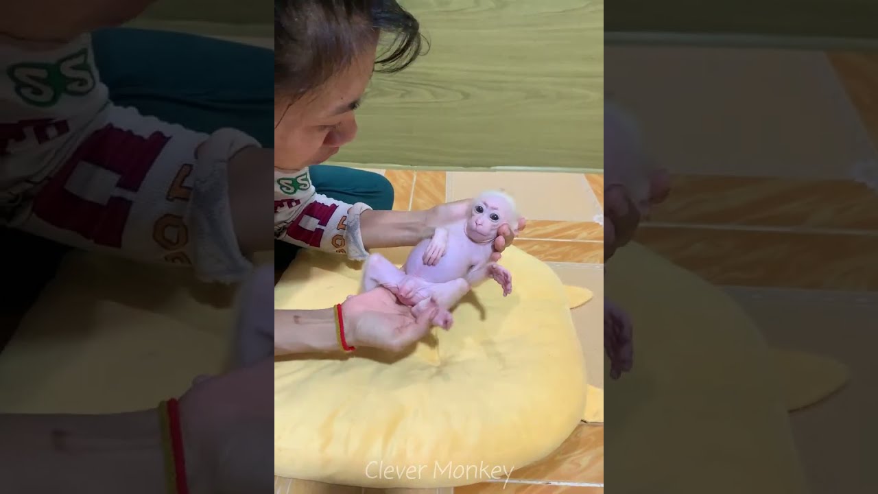 Adorable baby monkey feeling lovely that mummy take care and sharing food to eating delicious
