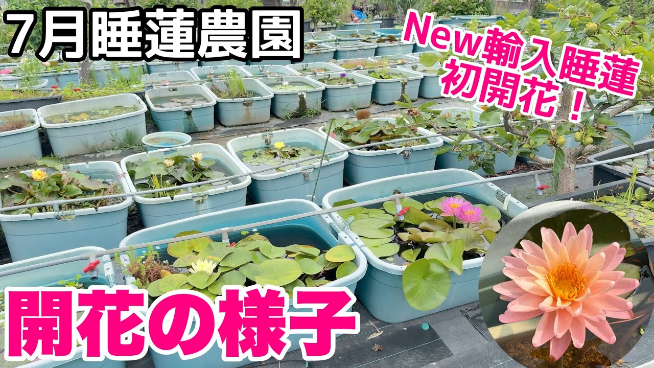 ７月の睡蓮農園の開花の様子！初開花の最新輸入睡蓮も！メダカ睡蓮ビオトープ