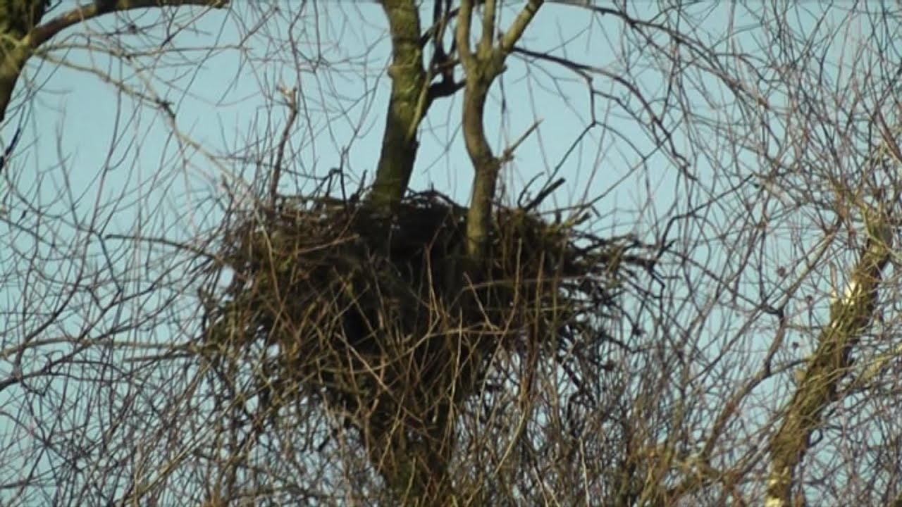 Red Kite Nest Diary 2013