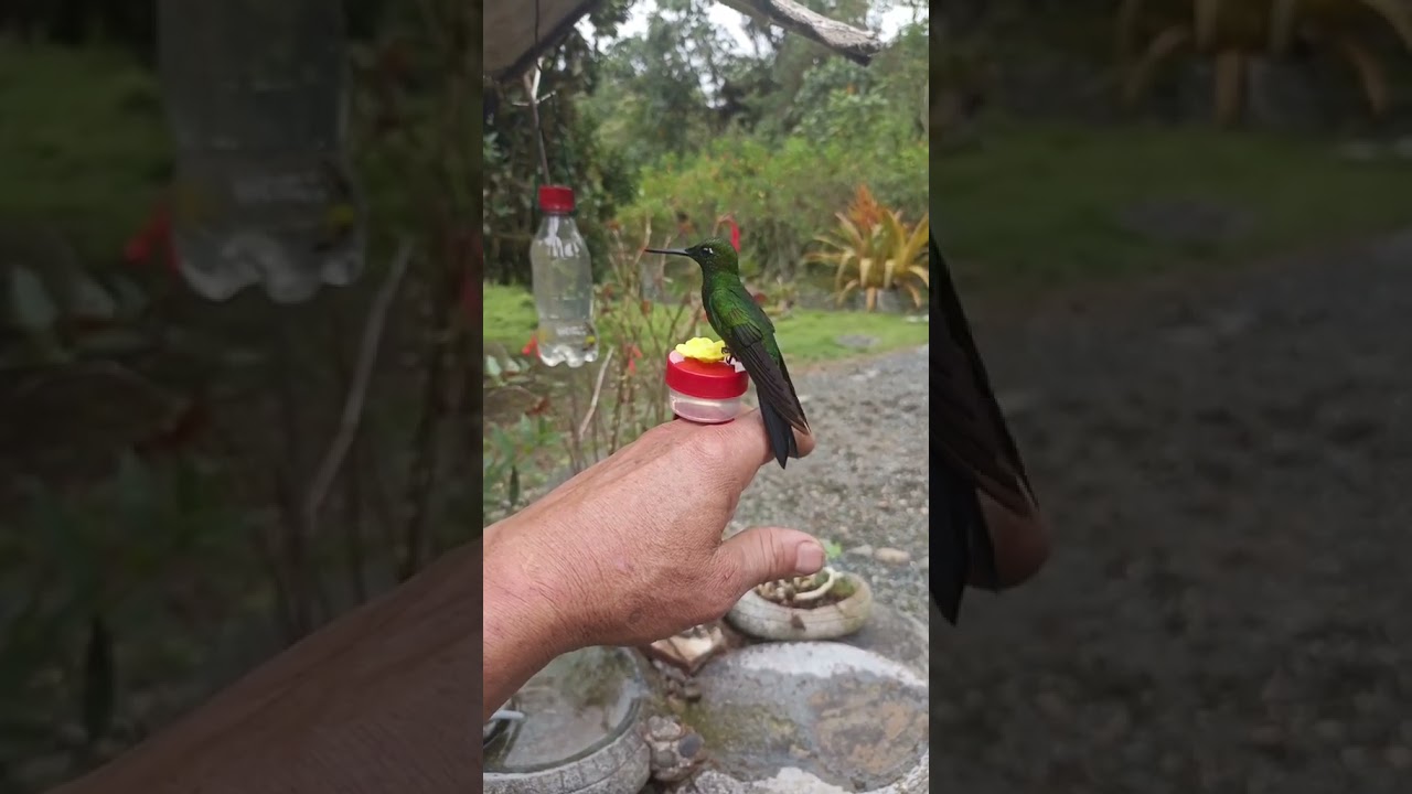 Birds are drinking nectar from flowers. #birds #fingerlings #viral #viral_video #funny #falconry