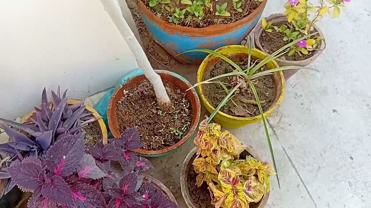 February is most important day for gardening 🌴🌿 #springseason #fertiliser #happygardening 