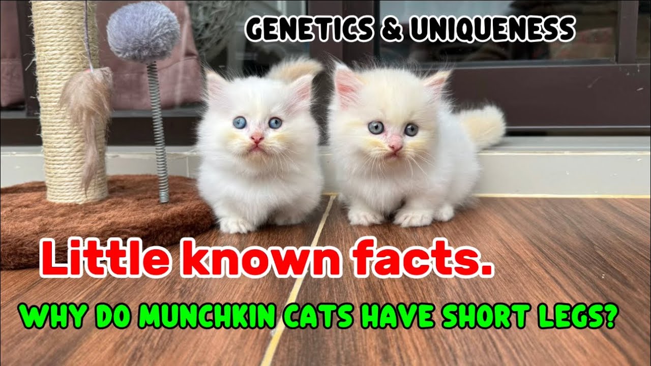 &ldquo;Why Do Munchkin Cats Have Short Legs? A Little-Known Fact!&rdquo; #MunchkinCat #CatLovers #ViralCats 