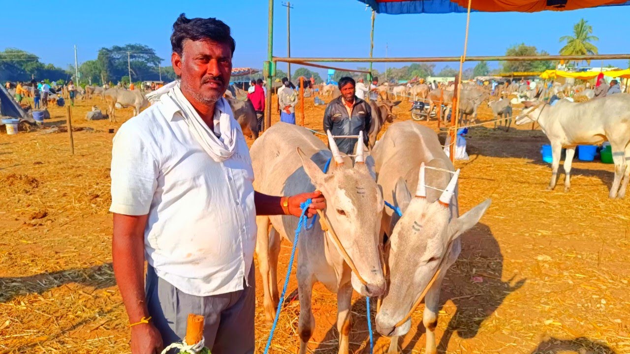 ಹಳ್ಳಿಕಾರ್ ಹೊರಿಗಳು ಚಿಕ್ಕಣ್ಣ,ಲೊಕೆಷ್ #hallikar #hallikarbulls 