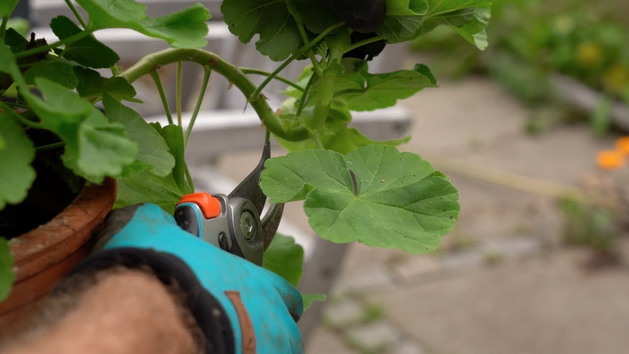 Lav stiklinger af pelargonier