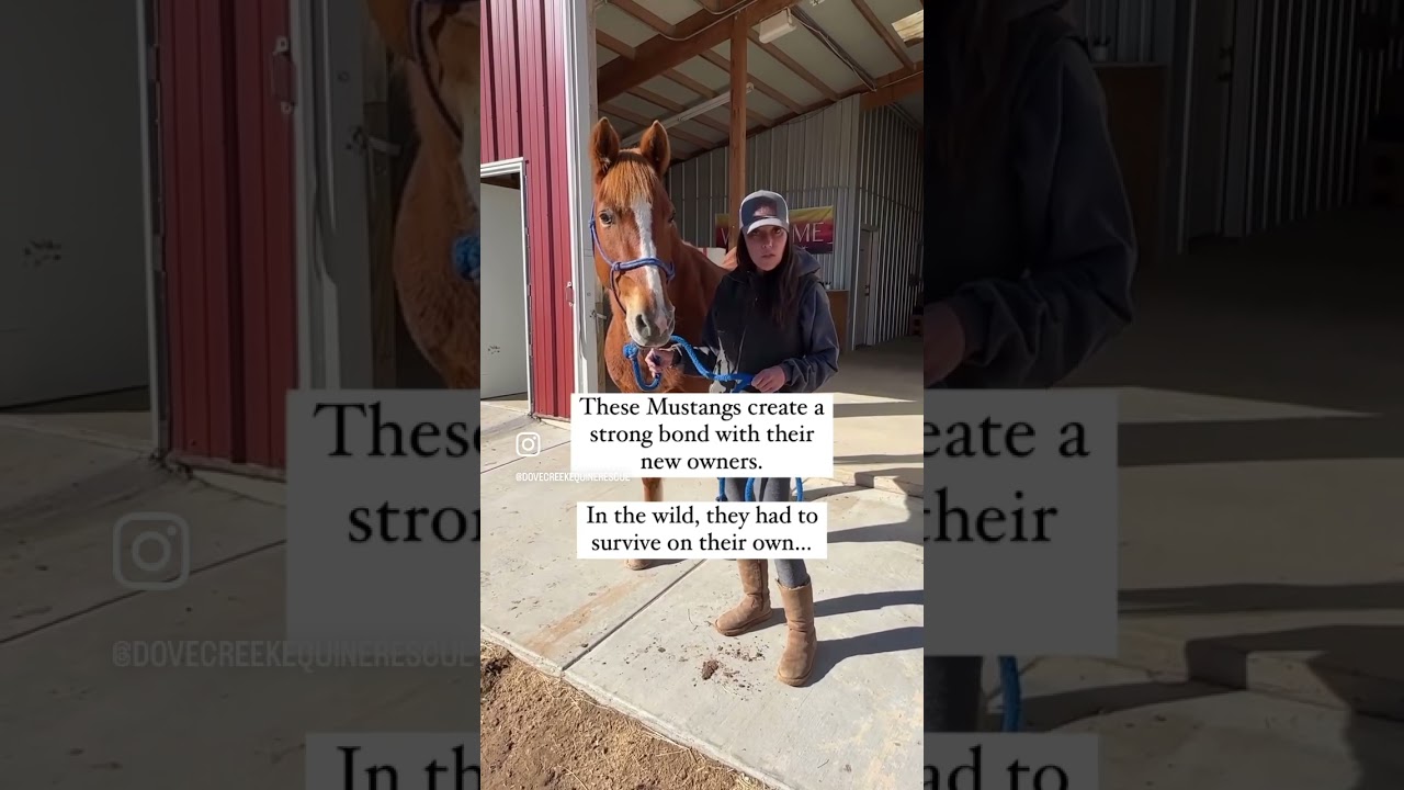 Bloome & The Plight of the Wild Mustang