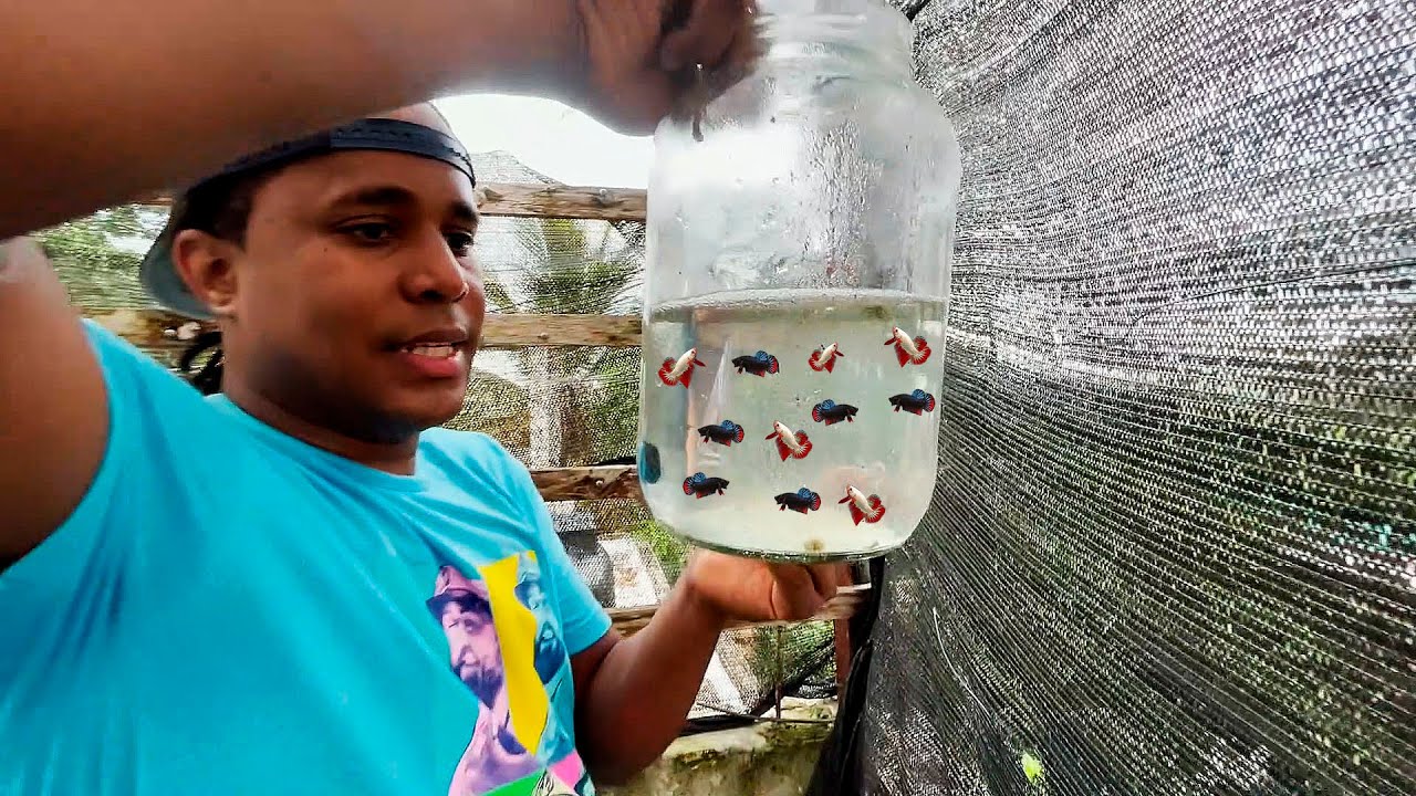Soltando Más De 1000 Crías De Bettas 🐟🐟🐟