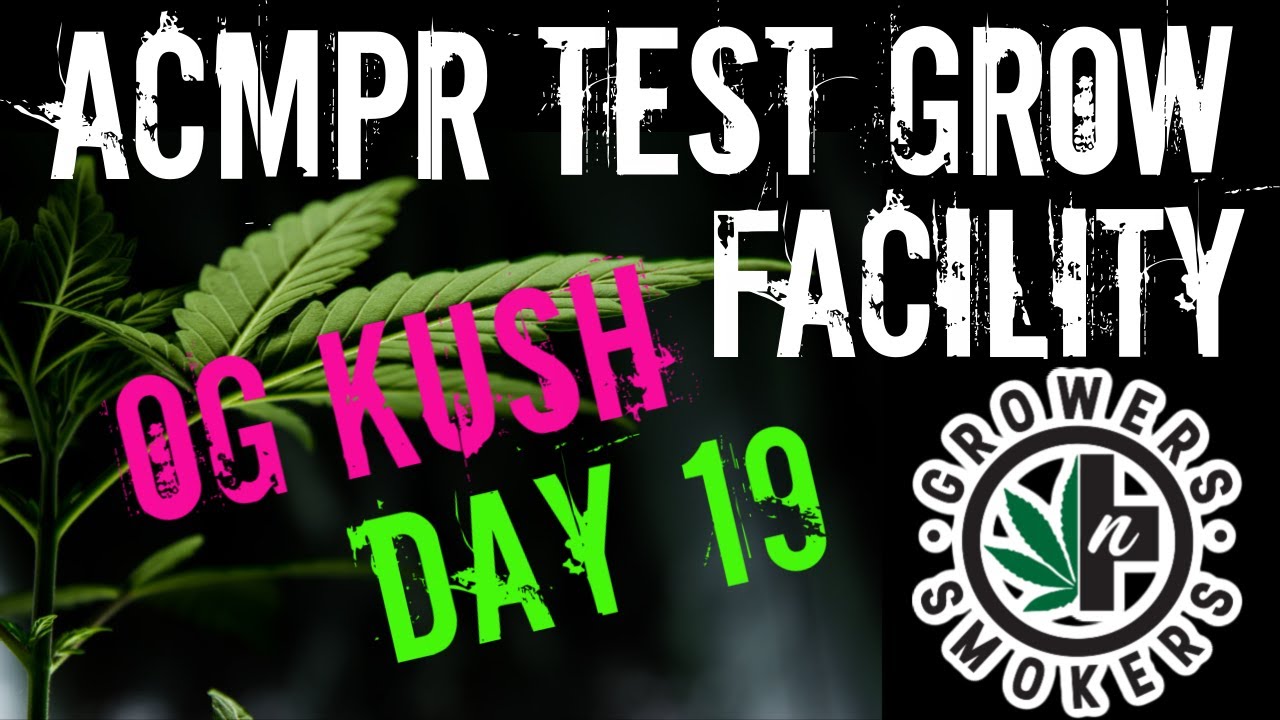 Day 19 ACMPR grow test facility OG Kush Green House feeding Mantis airpots plastic & fabric pots