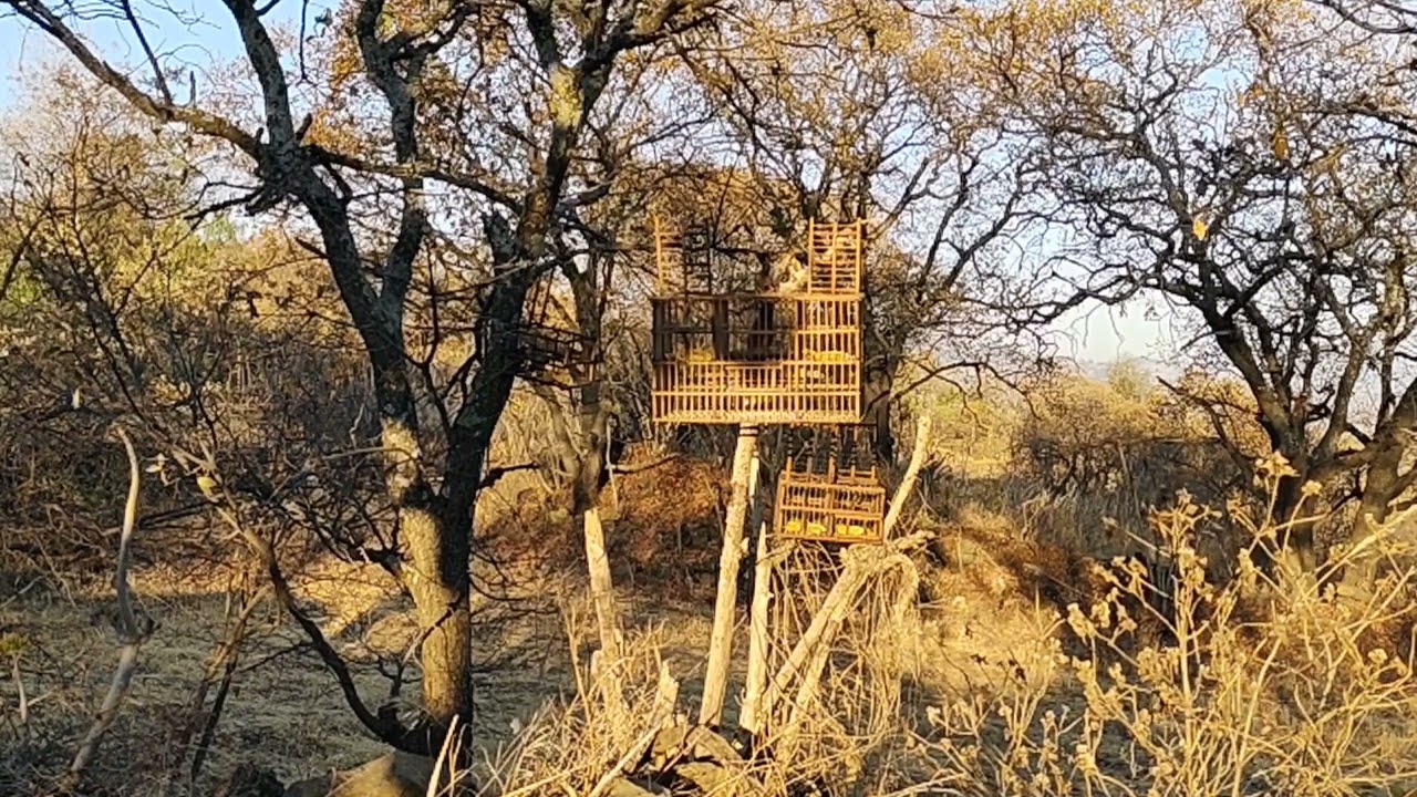 Canto del tigrillo cabresto o llamador en audio y video para llamar el mejor 🐦